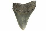 Fossil Megalodon Tooth - North Carolina #190786-1